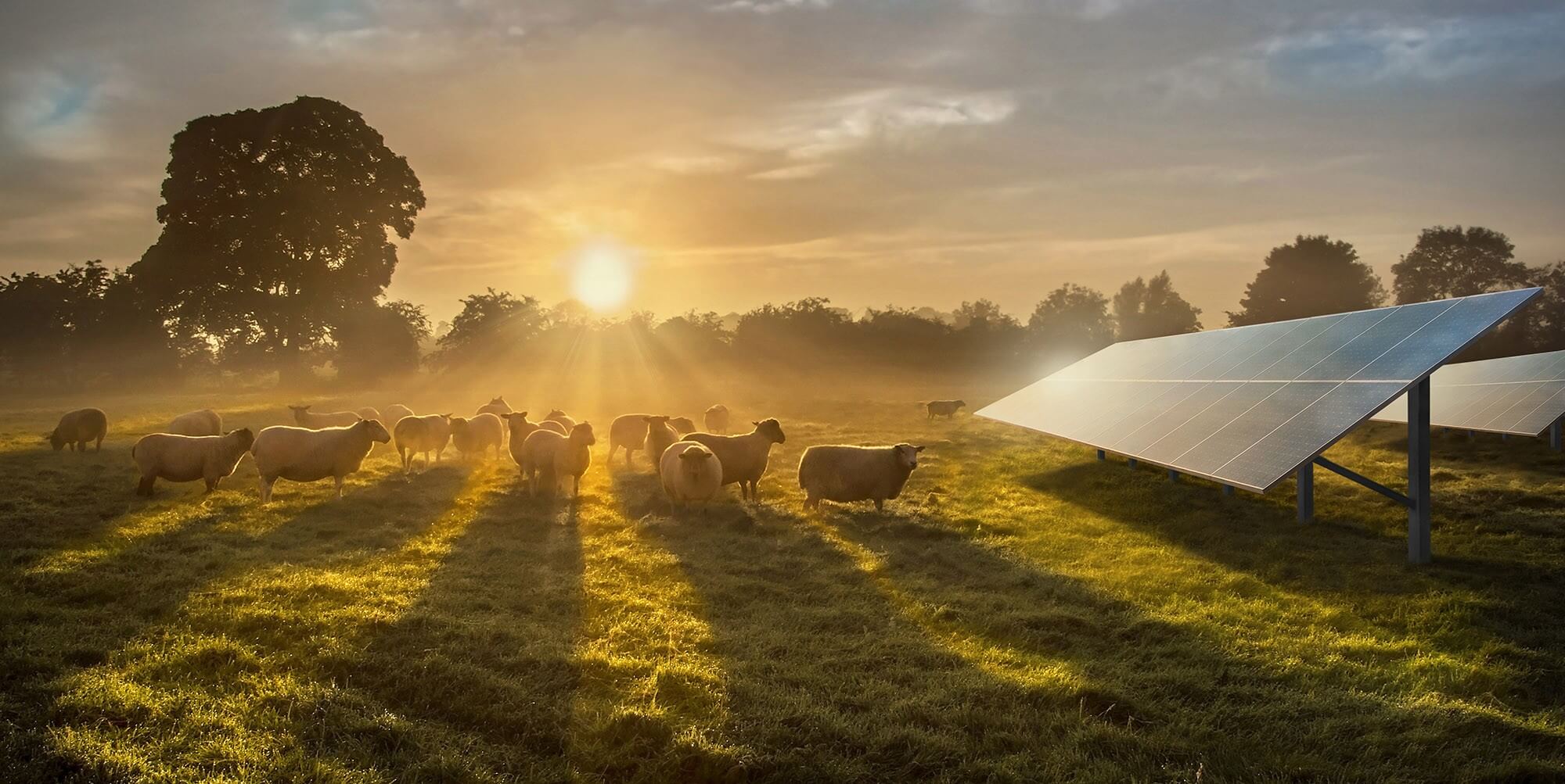 Får som går på ett fält intill solpaneler som illustrerar Lunsängen Hybridpark